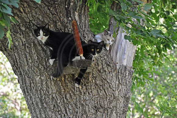 kittens tree