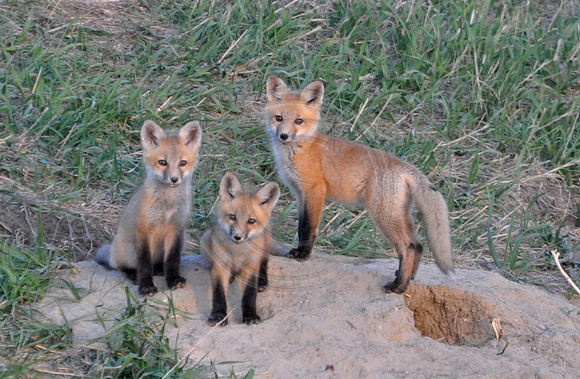 fox