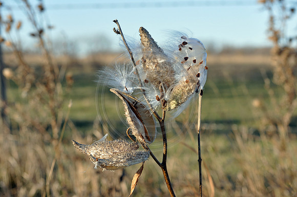 Milk Weed