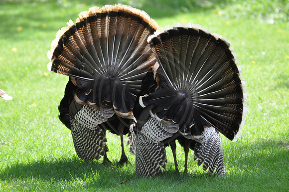 turkey