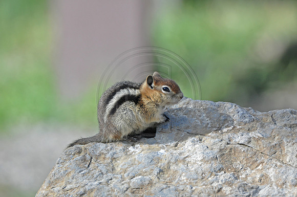 Chipmunk